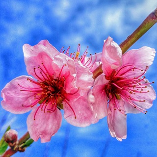 Telegram profile photo for گلبهار