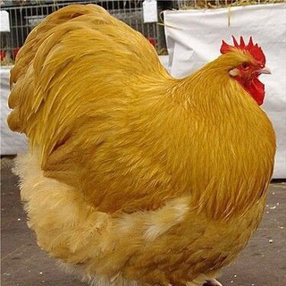 Telegram profile photo for Курятник🐔🐔