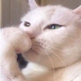Telegram profile photo for rent acc, dm, apk prem open oki
