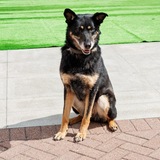 Telegram profile photo for Лиса но не из леса