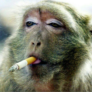Telegram profile photo for Funny pictures, memes and videos