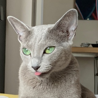 Telegram profile photo for MDF