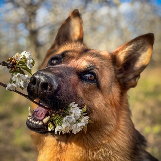 Telegram profile photo for dog with pepper🔥