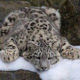 Telegram profile photo for 🐾норка Ирбиса🐾