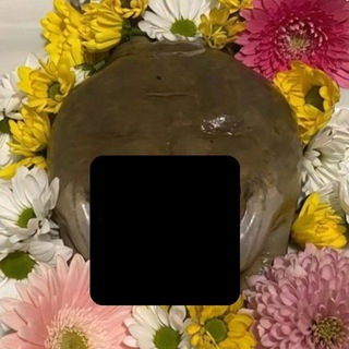 Telegram profile photo for ЖАБОМАНИЯ