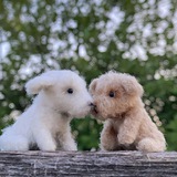 Telegram profile photo for fieldreams