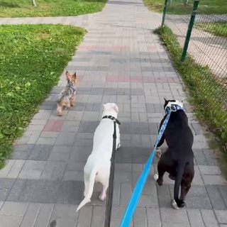 Telegram profile photo for Три терьера