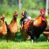 Telegram profile photo for absolute2009 🐓