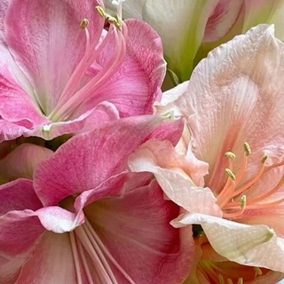 Telegram profile photo for roses & sunflowers.