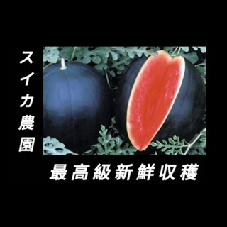 Telegram profile photo for Watermelon Farm