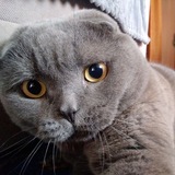 Telegram profile photo for Переходник смека