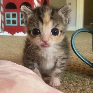 Telegram profile photo for Добрые мемы
