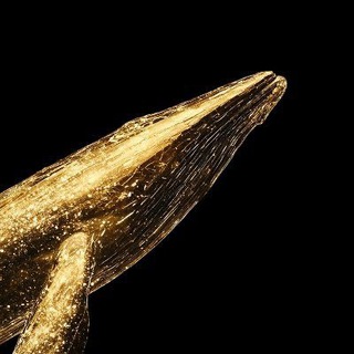 Telegram profile photo for Whale Watch