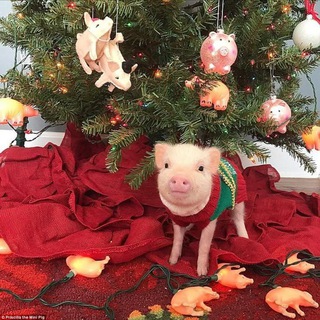 Telegram profile photo for ☃️пось фасе сонтрол⁶⁹🐖🐸🐗