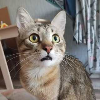 Telegram profile photo for Подвал Teina