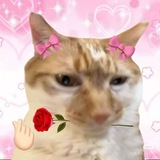 Telegram profile photo for خواهران سایرن