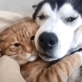 Telegram profile photo for Хвостики Ирины Стрижак