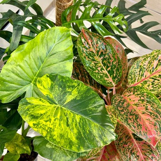 Telegram profile photo for Комнатные цветы🌱🌵 Москва. Ярославский