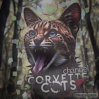 Telegram profile photo for 𝗖𝗢𝗥𝗩𝗘𝗧𝗧𝗘 𝗖𝗔𝗧𝗦