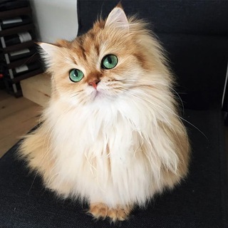 Telegram profile photo for К О С Ь К А🐈