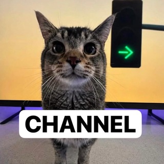 Telegram profile photo for Turn Signal The Cat