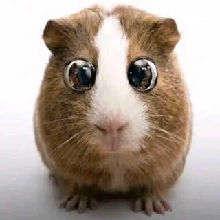 Telegram profile photo for ???