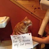 Telegram profile photo for Legal Cat Advice