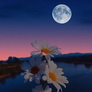 Telegram profile photo for СТАТУССИЗ СУРАТЛАР🌔