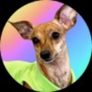 Telegram profile photo for Melania, not Trump, but a dog