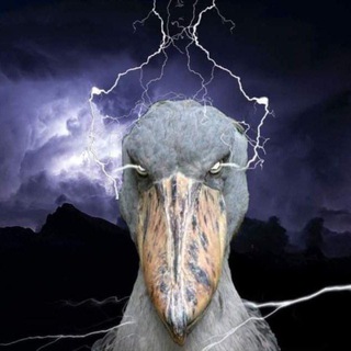 Telegram profile photo for Хавк