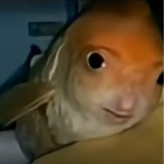 Telegram profile photo for ollie