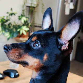 Telegram profile photo for Буськины приключения🐶