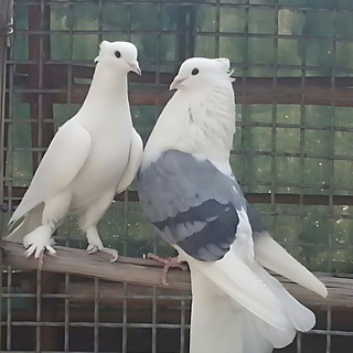 Telegram profile photo for کبوتران_ایران