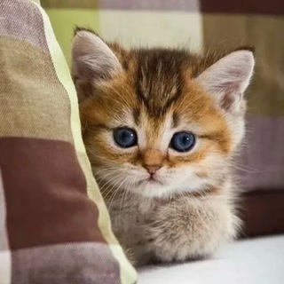Telegram profile photo for ❤️котики 🐈