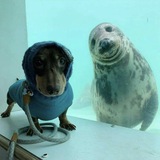 Telegram profile photo for Собакен