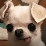 Telegram profile photo for dubiedoo