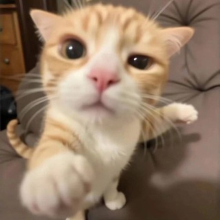 Telegram profile photo for Котики и приколЬные видосики