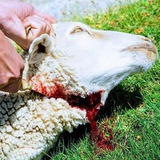 Telegram profile photo for TOKKUMMAA LUBOOTA BARA BARAA🐏