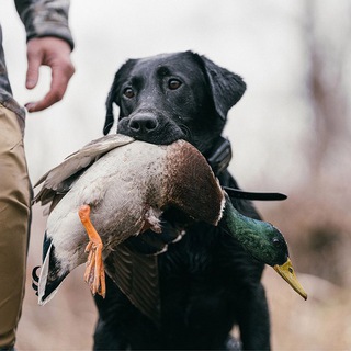 Telegram profile photo for SITKA Россия / СНГ