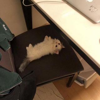 Telegram profile photo for Tiny kittens ₛₘₒₗposting