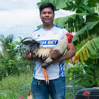 Telegram group profile photo for អេតមីនមីស្រលាញ់បក្សីកីឡា88M