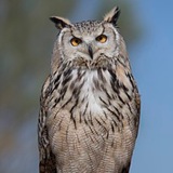 Telegram profile photo for Галина. Тот самый Pronlpspb. Мозгоправ.