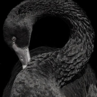 Telegram profile photo for liberte🌙