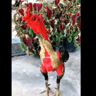 Telegram group profile photo for 🐓QO'QON N1🐓Javlonbek_Abdurauf xo'rozlari