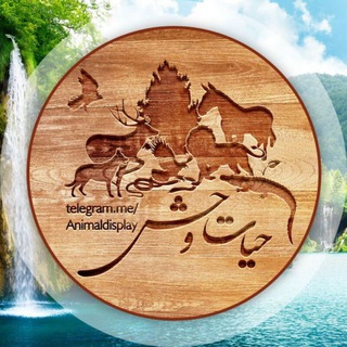 Telegram profile photo for پشتیبان animaldisplay