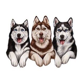 Telegram profile photo for ХАСКИЛЭНД
