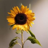 Telegram profile photo for نسمَـةٌ |🌻.