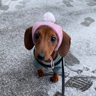 Telegram profile photo for Таксовка | Чат для ценителей такс