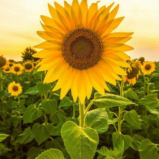 Telegram profile photo for لوّن حياتڪ بالزهور🌻