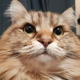 Telegram profile photo for Horoshava official